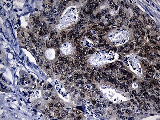 CDX1 Antibody (clone OTI2A5, Carrier-free)