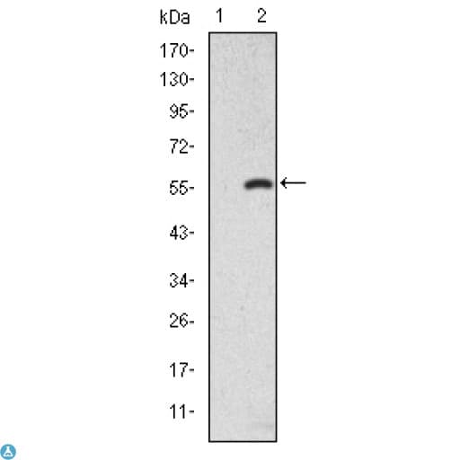 SMAD2 Antibody