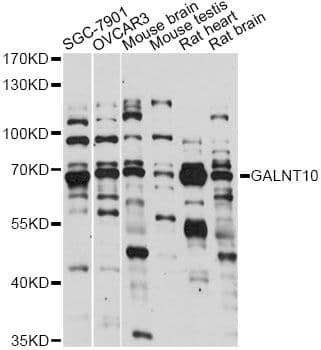 GALNT10 Antibody