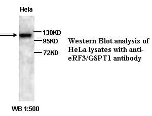 IHC-plus™ GSPT Antibody (N-Terminus)