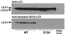 Polyclonal Rabbit anti-Human MAP1LC3A / LC3A Antibody (phospho-Ser12, WB)
