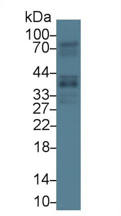 GAS2 Antibody (aa64-267, APC)