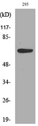 Polyclonal Rabbit anti-Human CDw218a / IL18R1 Antibody (WB)