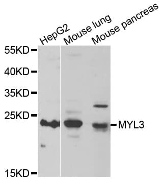 MYL3 Antibody