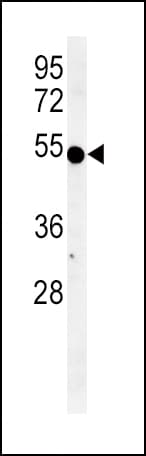 IDO1 / IDO Antibody (aa79-105)