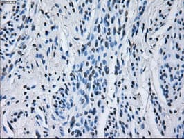 RNF144B Antibody (clone OTI9H10)
