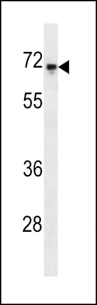 REL / C-Rel Antibody