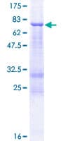 Human FCRLA Protein (Recombinant GST)