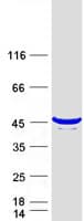 Human TTC1 Protein (Recombinant Myc-DDK (Flag))