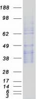 Human SPINT2 / HAI-2 Protein (Recombinant Myc-DDK (Flag))