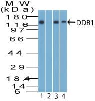 DDB1 Antibody (aa385-435)