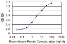 UPF3A / UPF3 Antibody (clone 2E2)