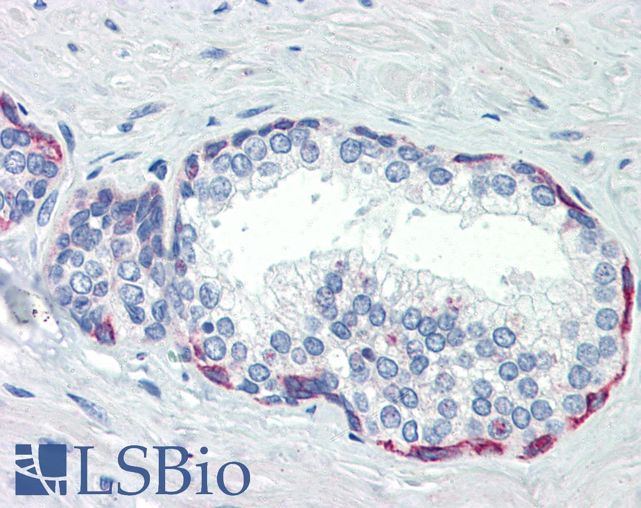 PLEKHH2 Antibody (aa1043-1092)
