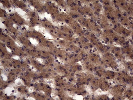 UFD1L Antibody (clone OTI7C9)