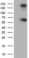 Monoclonal Mouse anti-Human BTN1A1 Antibody (clone OTI4H2, IF, WB)
