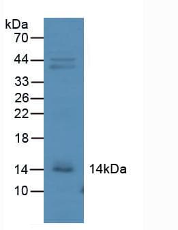 CXCL10 / IP-10 Antibody (aa22-98)