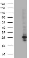 POLR2E Antibody (clone OTI3B5, Carrier-free)