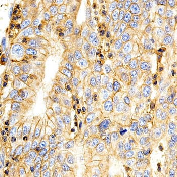 IHC-plus™ Basigin / Emmprin / CD147 Antibody