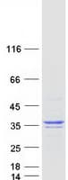 Human ANXA9 Protein (Recombinant Myc-DDK (Flag))
