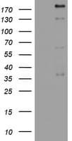 PEG3 Antibody (clone OTI1F12)
