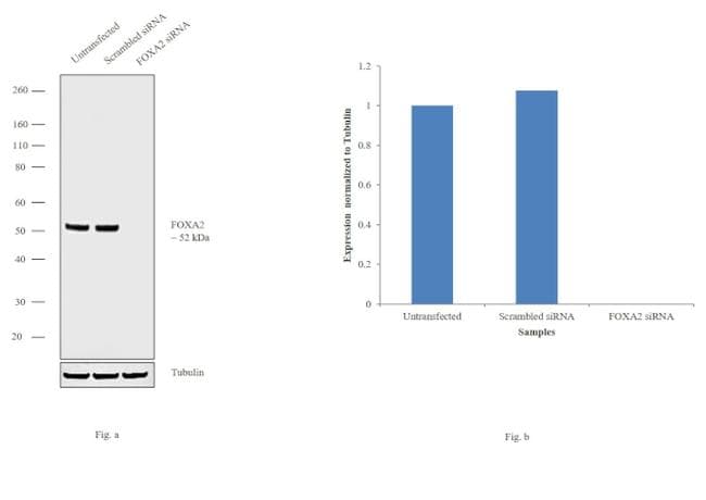 FOXA2 Antibody (clone 7H4B7)