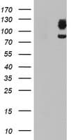 DPP9 Antibody (clone OTI2D4)