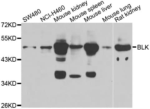 BLK Antibody