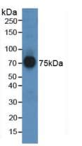 AFM / Afamin Antibody (aa211-403, PE)
