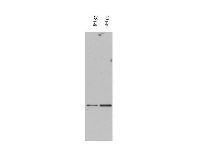 IHC-plus™ DAXX Antibody