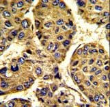 ASPN / Asporin Antibody (aa242-269)