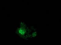 EIF4E2 / IF4e Antibody (clone OTI5D11, Carrier-free)