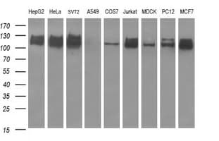 RAPGEF1 Antibody (clone OTI2C3, Carrier-free)