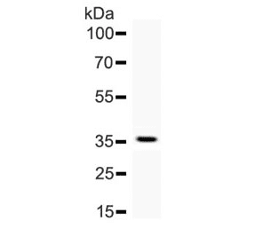 AHR Antibody