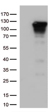 Monoclonal Mouse anti-Human NFKB1 / NF-Kappa-B Antibody (clone OTI10D7, Carrier-free, WB)