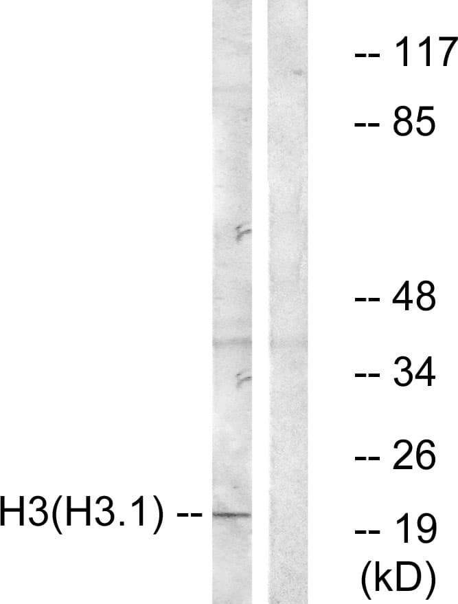 Polyclonal Rabbit anti-Human Histone H3 Antibody (aa1-50, IHC, WB)