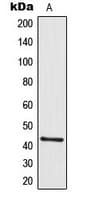 Polyclonal Rabbit anti-Human GALR2 / Galanin Receptor 2 Antibody (Internal, WB)