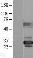 NUBP2 Protein (Over-Expression Lysate Myc-DDK (Flag))