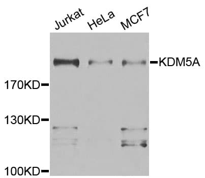 KDM5A / JARID1A Antibody