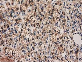 Monoclonal Mouse anti-Human PYCRL Antibody (clone OTI1B12, IHC, IF, WB)