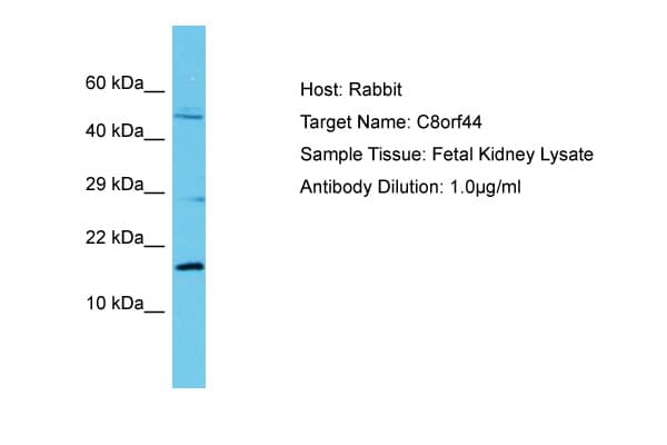 C8orf44 Antibody (aa33-82)