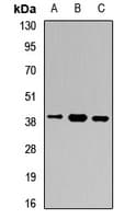 GB5 / GNB5 Antibody