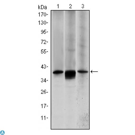 MAP2K6 / MEK6 / MKK6 Antibody
