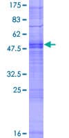 Human OR4K5 Protein (Recombinant GST)