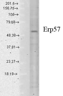 PDIA3 / ERp57 Antibody (clone Map.ERP57, APC)