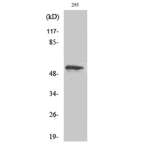TP53 / p53 Antibody (1-80 aa)