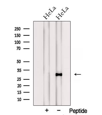 PTGES2 Antibody