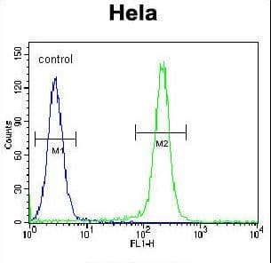 Polyclonal Rabbit anti-Human FNIP2 Antibody (aa776-804, IHC, WB)