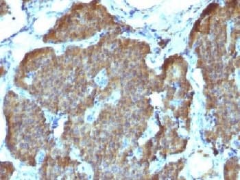 ENO2 / NSE Antibody (clone SPM347, Azide-free, BSA-free)