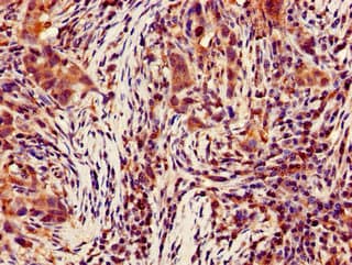CASP4 / Caspase 4 Antibody