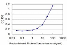 EIF4G3 Antibody (clone 1D7)